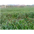 香樟苗-广西香樟苗@香樟苗基地@供应