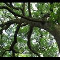 香樟-广西桂林香樟|香樟供应|批发