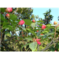 大果红花油茶苗-广西大果红花油茶苗@基地