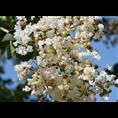 红花紫薇-广西桂林红花紫薇价格|基地 