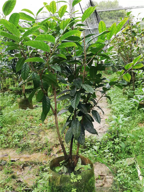 广西防城港**茶品种