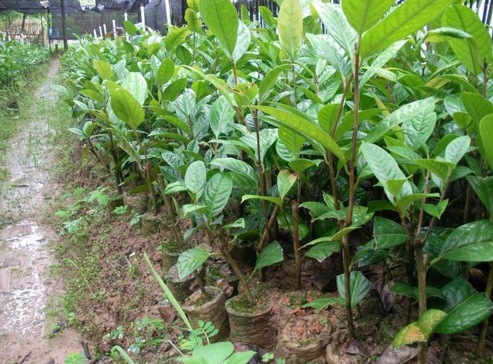 **茶小苗-广西桂林**茶小苗价格|基地 