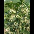 桂花-广西哪里的桂花比较便宜@桂花 