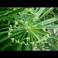 棕竹袋苗-广西桂林棕竹袋苗价格|基地 