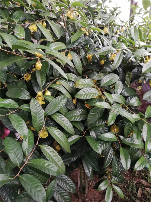 广西防城港**茶批发