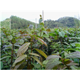 大果红花油茶苗-广西大果红花油茶苗@价格