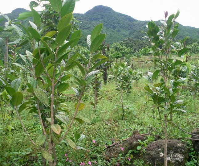 **茶小苗-广西哪里的**茶小苗比较便宜 