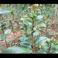 茶花-广西桂林茶花|茶花供应|批发 