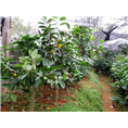 **茶-2014年**茶**价格|行情