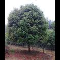 桂花-广西桂花小苗价格|基地|批发 