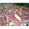 大果红花油茶苗-大果红花油茶苗价格|基地 