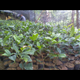 **茶-**茶价格|基地|批发|供应