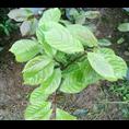 广西桂林哪里的大果红花油茶苗比较便宜