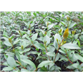 茶花苗-出售|求购广西桂林茶花苗|茶花苗 