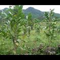**茶小苗-广西哪里的**茶小苗比较便宜 