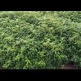 香樟苗-出售|求购广西桂林香樟苗|香樟苗