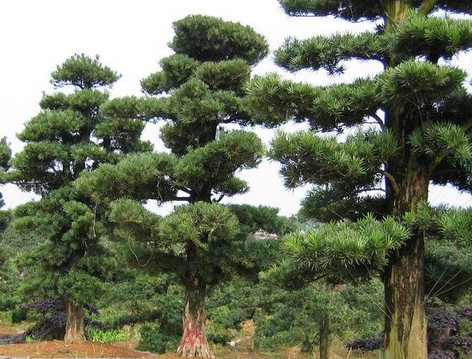 罗汉松-广西桂林罗汉松小|树苗价格|基地