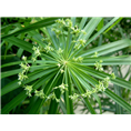 棕竹苗-广西棕竹苗供应|出售|求购 