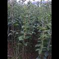桂花小苗-广西桂林桂花小苗价格|基地