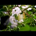 红花紫薇-广西桂林红花紫薇供应|批发 