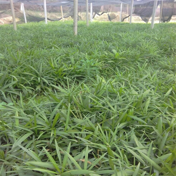 小叶棕竹苗-广西小叶棕竹苗批发|供应 