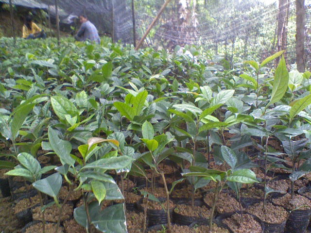 **茶-**茶价格|基地|批发|供应
