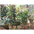 **茶-2014年**茶报价|出售|直销