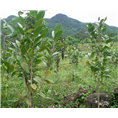 **茶-2014年**茶**价格|行情 