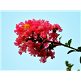 桂花小苗-广西哪里的桂花小苗比较便宜 