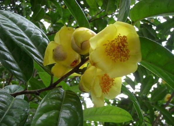 桂花-广西**茶小苗价格|基地|批发