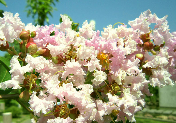 红花紫薇-广西哪里的红花紫薇比较便宜 