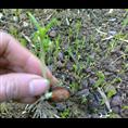 积壳苗-广西桂林积壳苗|积壳苗价格|基地 