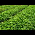 2010年桂花**价格|行情|**价 