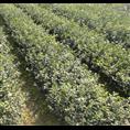 茶花-广西哪里的茶花比较便宜@茶花 