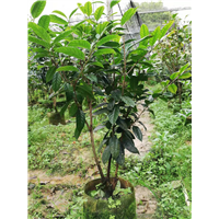 广西防城港**茶品种