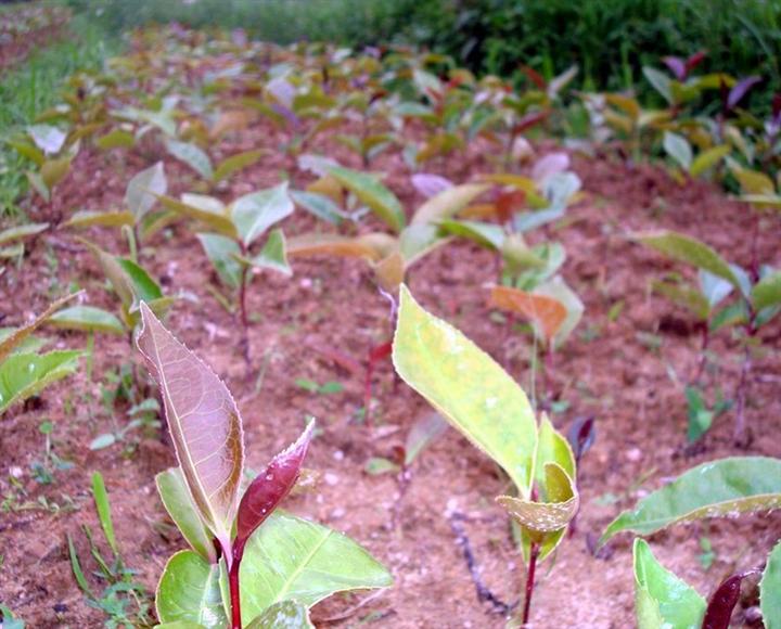大果红花油茶苗-广西|桂林大果红花油茶苗