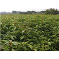 香樟苗-广西香樟苗@香樟苗基地@供应