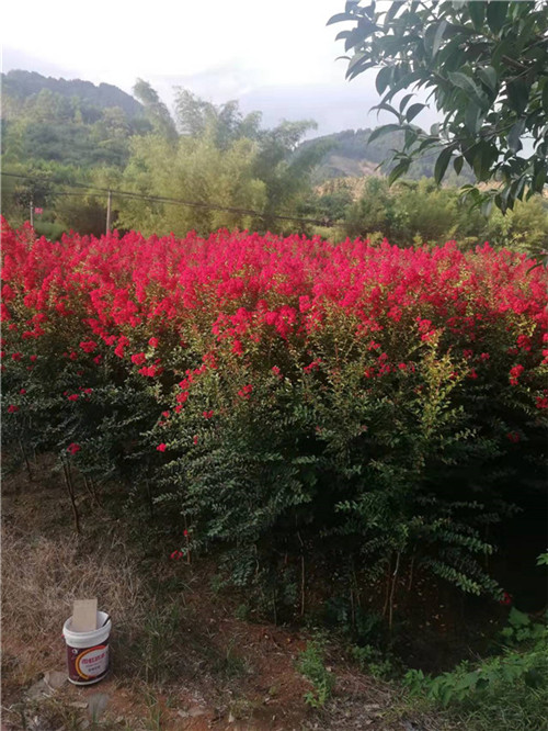 广西红火箭紫薇