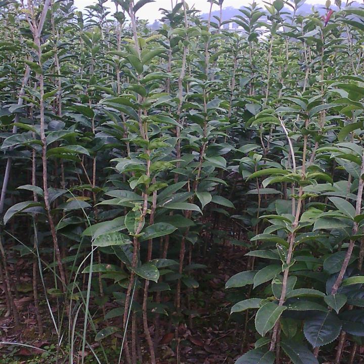 桂花小苗-广西桂林桂花小苗价格|基地