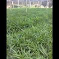 小叶棕竹苗-广西小叶棕竹苗价格|基地 