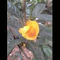 **茶-广西桂林**茶|**茶价格|基地 