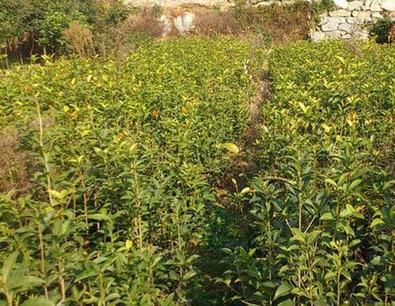桂花小苗-广西哪里的桂花小苗比较便宜 