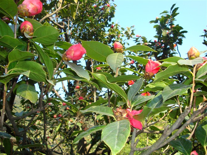 大果红花油茶苗-广西大果红花油茶苗@基地
