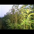 桂花小苗-广西桂林桂花小苗供应|批发