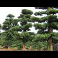 罗汉松-广西桂林罗汉松小|树苗价格|基地