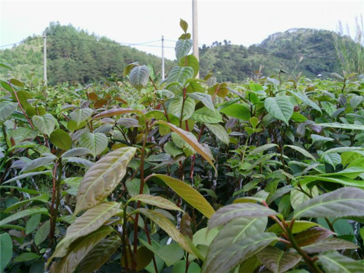 大果红花油茶苗-广西大果红花油茶苗@价格