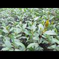茶花-出售|求购广西桂林茶花|茶花 