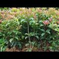 桂花小苗-2014年桂花价格|行情 