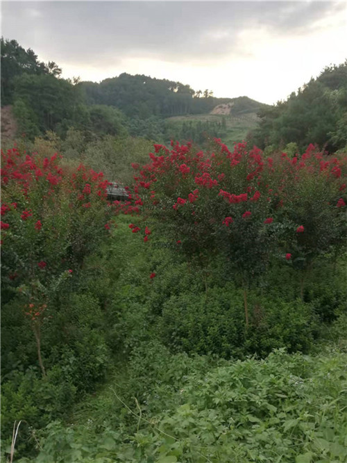 广西红火箭紫薇供应