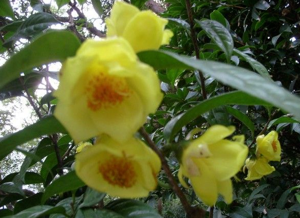 **茶-2014年**茶报价|出售|直销 